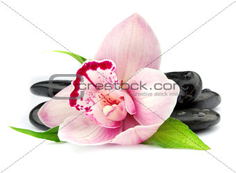 Orchid on the black stones