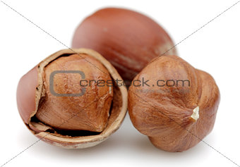 Hazelnut 