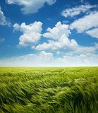 Greed Wheat Field and Blue Sky with Clouds