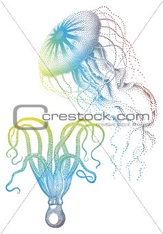 Jellyfish And Octopus, Vector