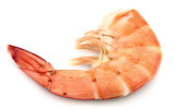 One huge shrimp 
