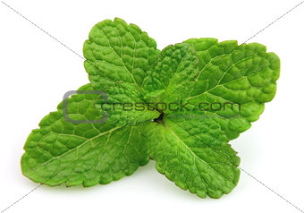 Fresh Mint leaf 