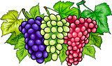 bunches of grapes cartoon illustration