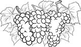 bunches of grapes illustration for coloring
