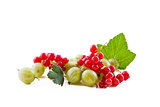 Red currants and green gooseberry