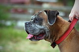 closeup of a boxer dog