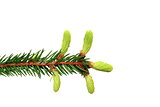 fir branch with buds