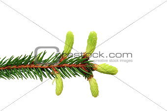 fir branch with buds