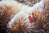 Beautiful Clownfish and Sea Anemone