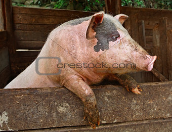 Pork. Pig stands on its hind legs, resting on the formwork paddock.  Pig in private farms. Animals on the farm. Meat breeds of animals, pig-breeding, animal breeding.