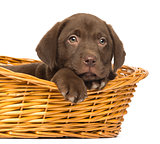 Close-up of a Labrador Retriever Puppy lying down in wicker bask