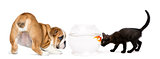 English Bulldog Puppy and black kitten looking at a goldfish in