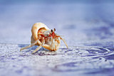 a close-up of the little hermit crab