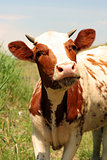 a young cow 