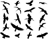 Birds collection