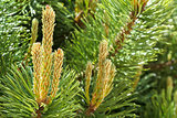 Natural fresh background, pine on the green