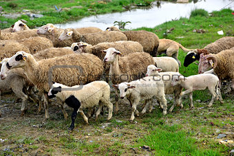 Healthy sheep, lambs and livestock