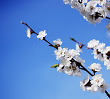 blooming apricot-tree on blue sky background