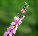japanese cherry blossom, sakura on a green  background