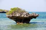 coral reef rock