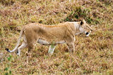 female Lion hunting