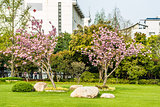 blossom cherry tree  gucheng park shanghai china