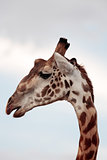 Masai or Kilimanjaro Giraffe