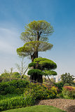 desgn tree in gucheng park shanghai china