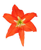 orange lily in the Rozsa drops