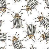 Colorado beetles vector texture