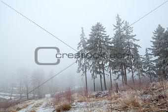 snow and fog in Harz mountains
