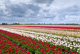 tulip fields in Dutch farm