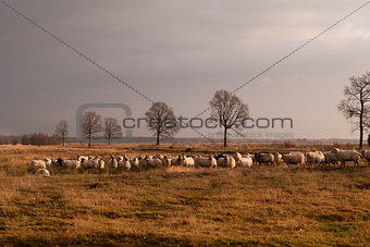 big herd of sheep on savanna pasture