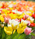 Tulip Flowers With Sunlight