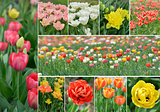 Tulip Flowers Collection