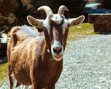 Goat Poses for its Portrait