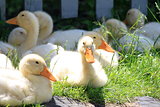 many young ducks on green grass