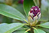 Close up of one rhododendron bud in a garden