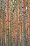Pine forest background. Focus on trunks.