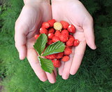 hands holding fresh berries