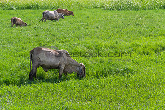 Thai cows graze
