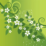 Beautiful jasmine flowers and green swirls on green background