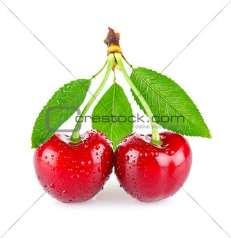 ripe juicy cherry with drop dew and green leaves