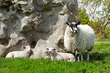 Lambs with ewe