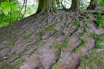 Tree roots, England