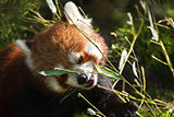 Red panda eating bamboo
