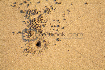 Ghost crab hole on Pondicherry Beach India
