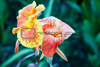 Multi colored tropical hibiscus yellow red oran