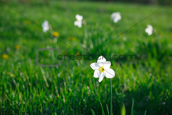 White narcissus in the meadow and four narcissus away