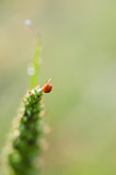 Little ladybug on the plant